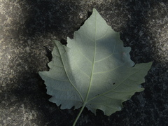 Populus × canescens