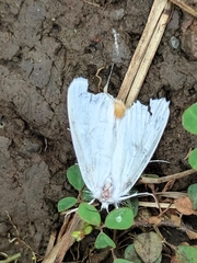 Rupela