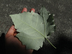 Populus × canescens