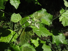 Populus × canescens