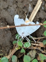 Rupela