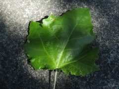 Populus × canescens