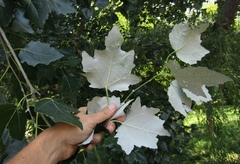 Populus × canescens