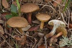 Xerocomellus cisalpinus