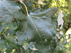 Populus × canescens