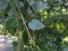 Populus × canescens