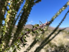 Fouquieria splendens splendens