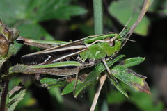 Stenobothrus lineatus