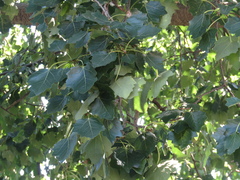 Populus × canescens