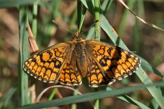 Melitaea parthenoides