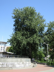 Populus × canescens