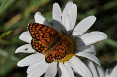 Melitaea celadussa