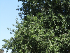 Populus × canescens