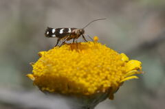 Scythris scopolella