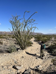 Fouquieria splendens splendens