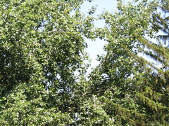 Populus × canescens