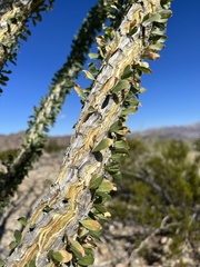 Fouquieria splendens splendens