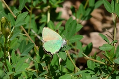 Callophrys rubi