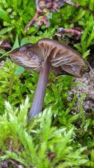 Entoloma vindobonense