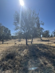 Quercus douglasii