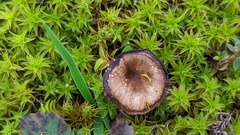 Clitocybe barbularum