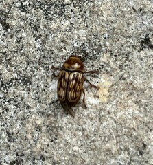Cryptocephalus atrofasciatus