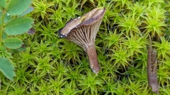 Clitocybe barbularum