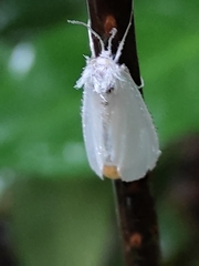 Rupela