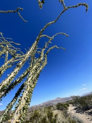 Fouquieria splendens splendens