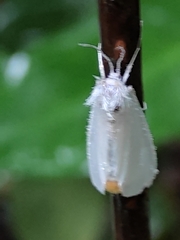 Rupela