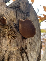 Fomitopsis mounceae
