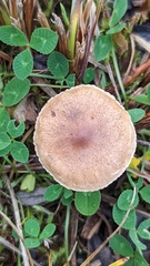 Inocybe lacera