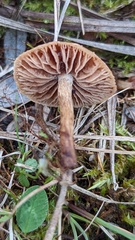 Inocybe lacera
