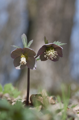 Helleborus purpurascens