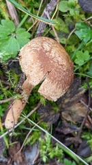 Inocybe lacera