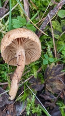 Inocybe lacera