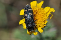 Acmaeoderella flavofasciata