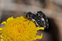 Acmaeoderella flavofasciata
