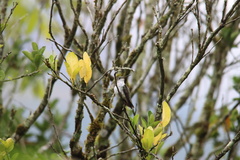 Elliotomyia chionogaster