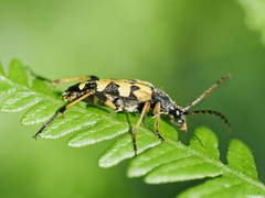 Rutpela maculata