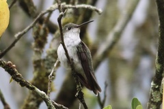 Elliotomyia chionogaster