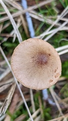 Conocybe apala albipes