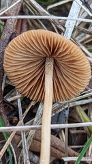 Conocybe apala albipes