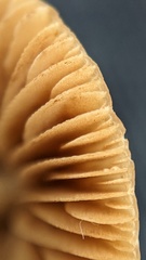 Conocybe apala albipes