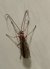 Ophion obscuratus
