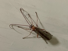 Ophion obscuratus