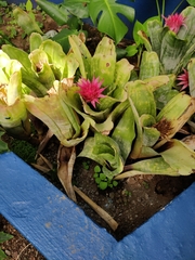 Aechmea fasciata