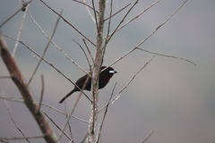 Ramphocelus carbo