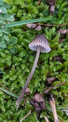 Mycena chlorantha