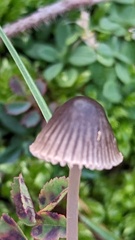 Mycena chlorantha